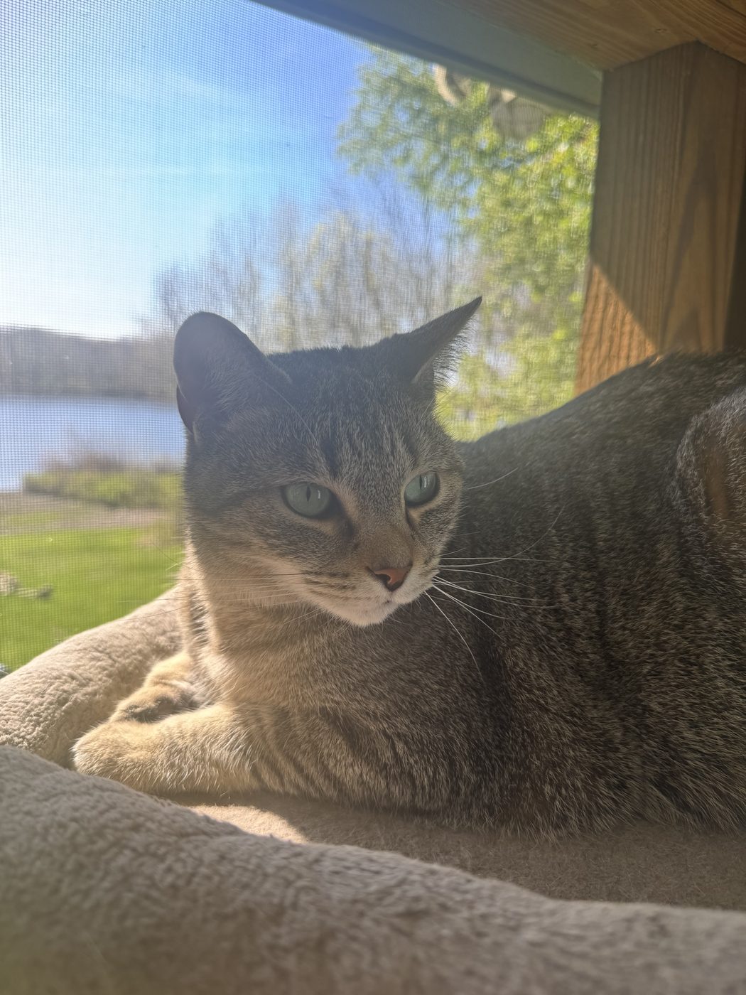 A gray tabby resting in a window