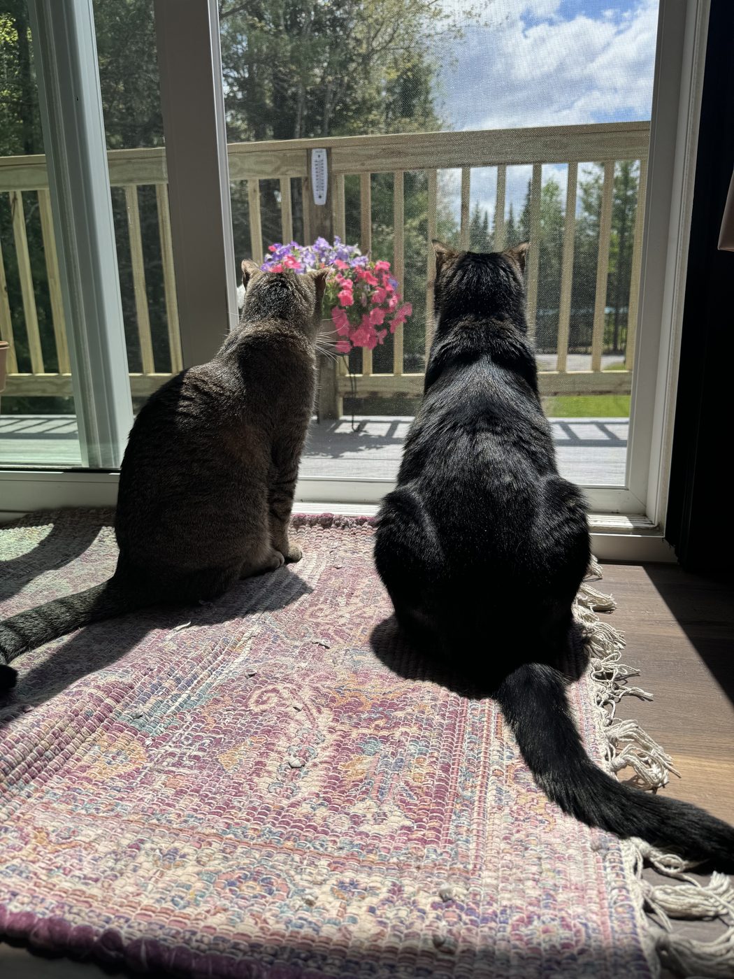 Two cats sitting together at a sunny window