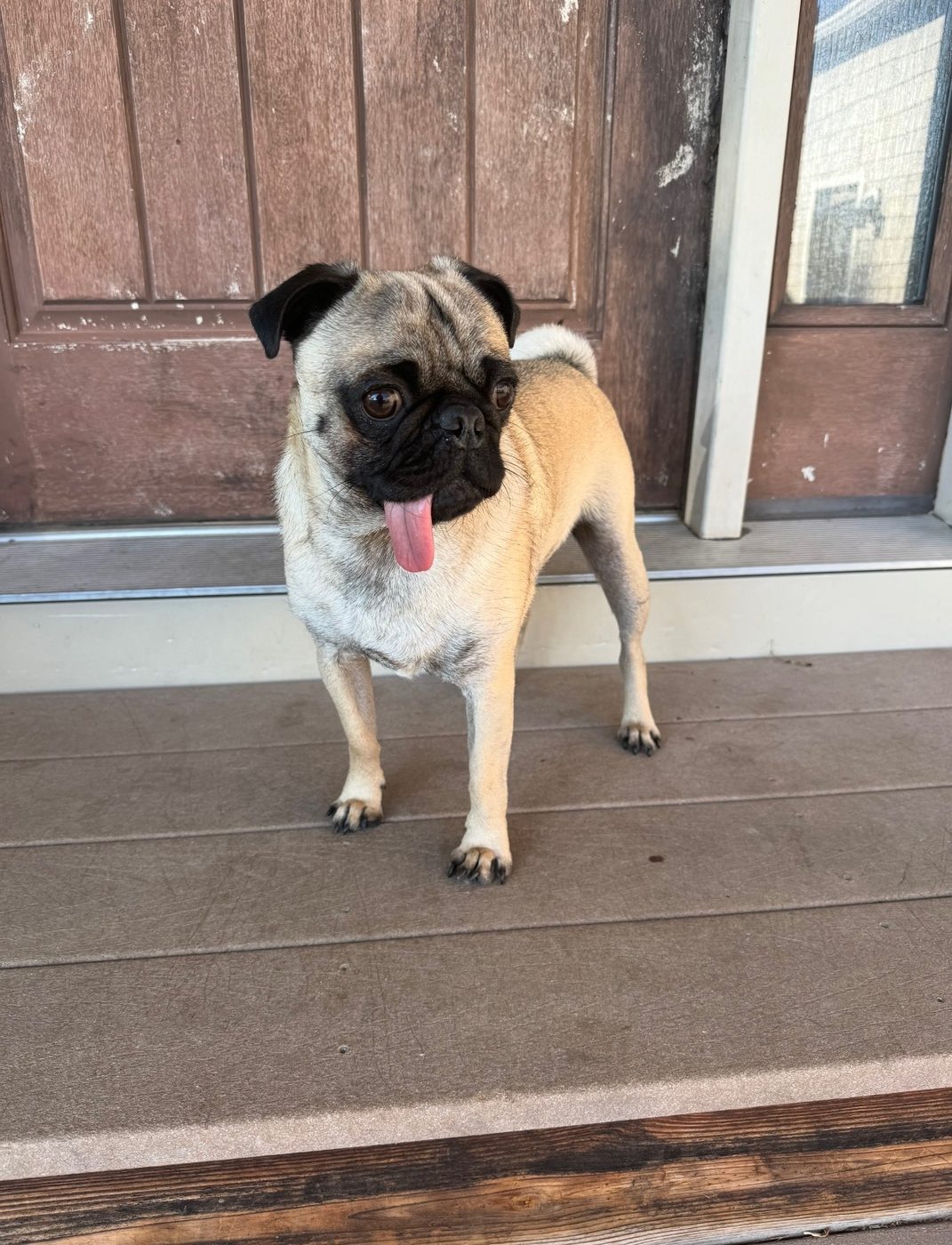 A small pug standing on a porch